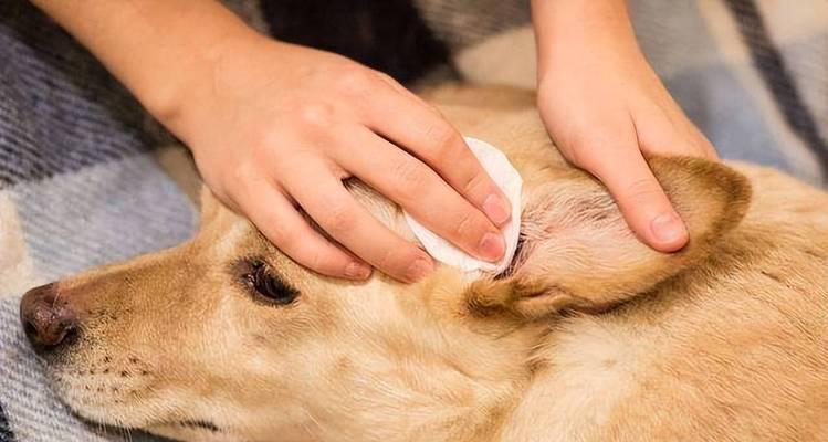 探究经常挠痒的狗狗情况(了解挠痒原因与预防方法)