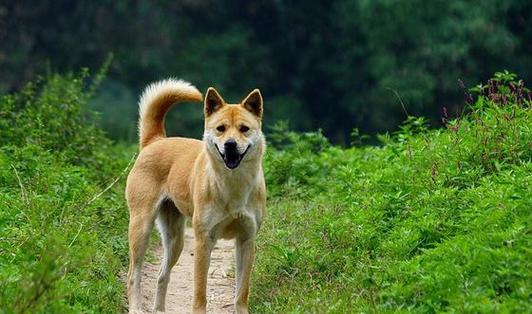 夏季沙皮犬传染病警惕（以宠物为主，保护好自己和家人）