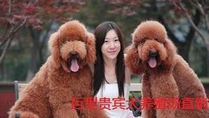 如何缓解巨型贵宾犬掉毛问题（掉毛原因分析及控制方法，巨型贵宾犬护理技巧，食谱推荐）