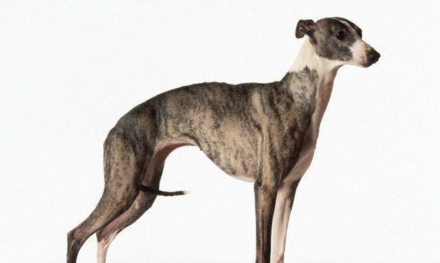 以卷毛巡回猎犬为宠物的特征标准(探秘这种独特的猎犬品种)