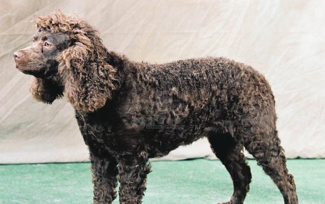 卷毛巡回猎犬的项圈——优缺点剖析(以宠物为主的考虑,选对项圈安全又实用)
