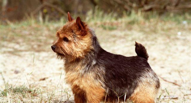 如何训练卷毛巡回犬不咬人（控制犬的咬人行为，保障您和您家人的安全）