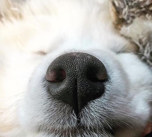 如何清洁狗狗鼻子？（狗狗鼻子是它们的“窗户”，如何保持清洁与健康？）