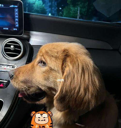 带狗狗畅游旅途（关于如何让您的宠物安全舒适地乘车旅行的建议）