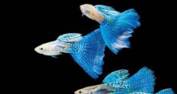 以孔雀鱼为宠物的全面指南（掌握孔雀鱼的饲养技巧，成为宠物鱼达人）