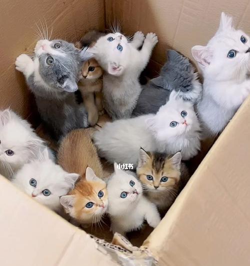 了解猫咪分娩前的表现,关爱宠物健康(了解猫咪分娩前的表现,关爱宠物健康)
