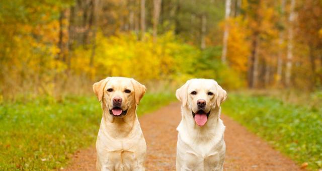 如何简单训练拉不拉多犬（从入门到实践，一步步培养优秀的宠物犬）