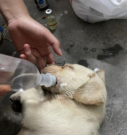 如何救助中暑拉布拉多宝贝(宠物饮食、避暑、急救措施等全方位指南)