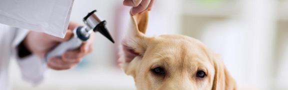 如何正确清理拉布拉多的耳朵（为你的宠物提供健康的耳部护理）