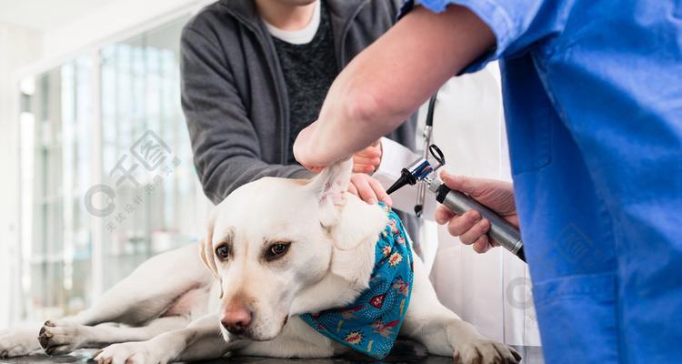如何处理宠物拉布拉多耳朵长螨虫（预防和治疗方法，让宠物健康快乐）