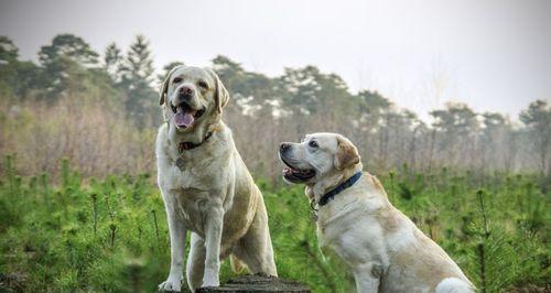 拉布拉多犬——最受欢迎的宠物之一（探究拉布拉多犬深受大众喜爱的原因）