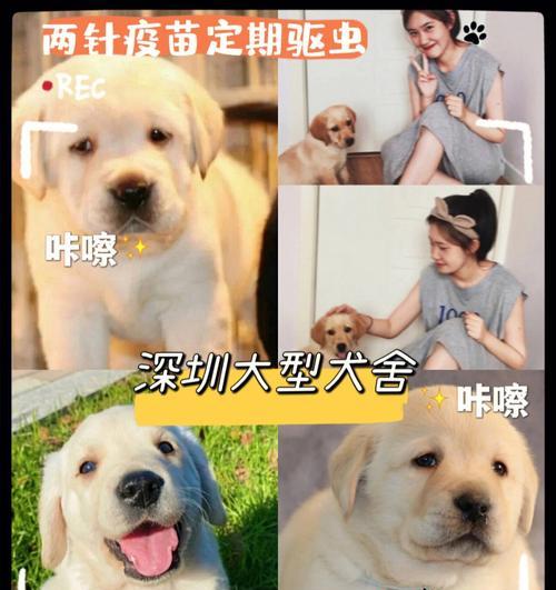 如何饲养健康快乐的拉布拉多犬（掌握这些要点，让你的宠物成为你最好的朋友）