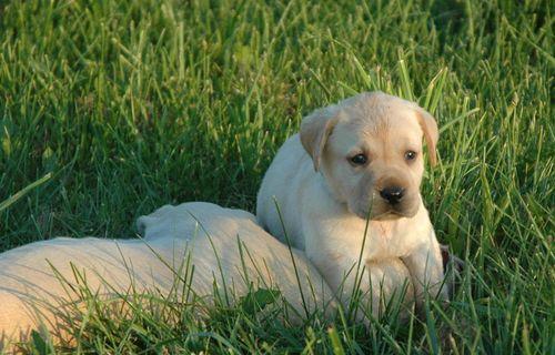 如何养护一只拉布拉多巡回犬？（以宠物为主，从饲养到训练一步步教你）