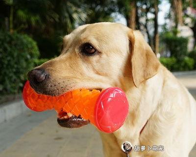 宠物拉布拉多牙病预防实用四法（从口腔保健、饮食、生活习惯等方面，助力你打造健康犬齿）