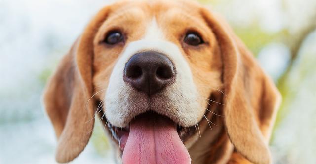 揭秘腊肠犬经常舔鼻子的原因（探究腊肠犬鼻子舔舔的背后真相，让你更懂TA）