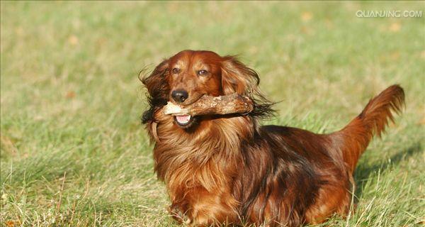 腊肠犬呕吐原因分析(探究腊肠犬呕吐的病因及预防方法)