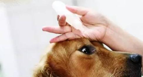 老年狗狗的特殊护理（如何细心呵护老年狗狗，让它们健康快乐）