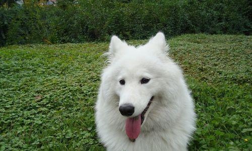 探究萨摩耶狗狗的多样性格（从宠物主人角度看萨摩耶狗狗个性特点）