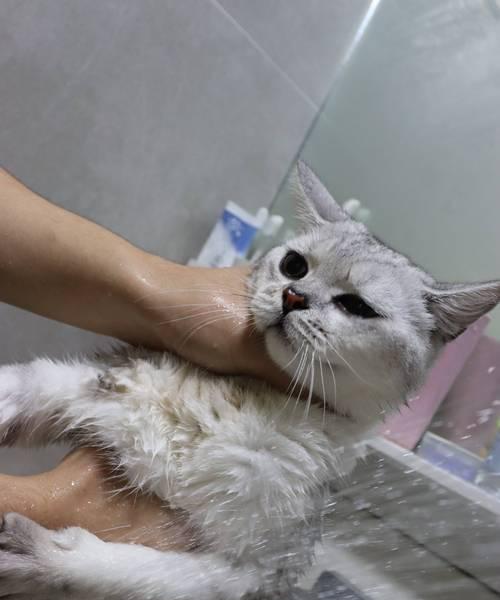 两个月大的猫咪可以洗澡吗？（宠物照顾注意事项，小猫咪日常护理）