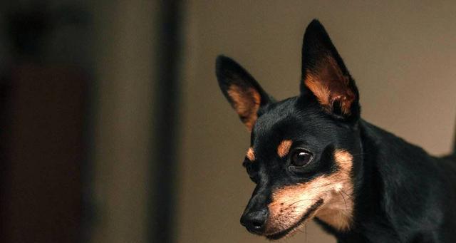 主题:如何预防和救治猎狐梗犬中暑