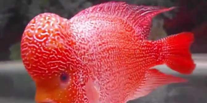 探秘罗汉鱼品种的斑斓世界（从宠物角度看罗汉鱼，了解这些色彩绚丽的品种）