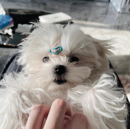 如何解决以马尔济斯犬毛发打结问题?(专业的毛发护理技巧和有效的预防措施)