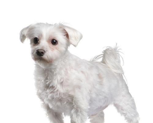 应对马尔济斯犬食物中毒的方法(宠物主人必知!如何避免马尔济斯犬食物中毒)