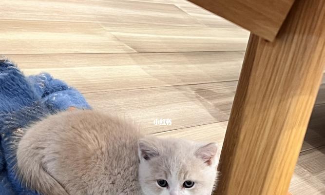 新猫咪来家里了，怎么照顾？（从喂食到清洁，照顾它的每个细节）