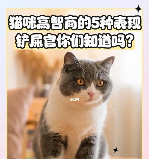 独自在家的猫咪是否想念铲屎官？（探究猫咪对铲屎官的情感依赖，以及如何缓解猫咪的孤独感）