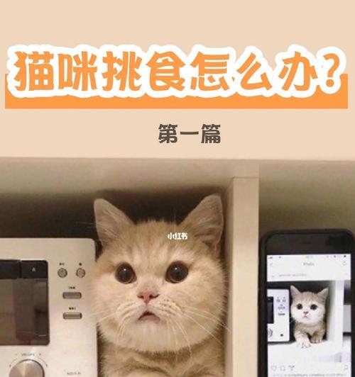 如何应对挑食的宠物猫？（让你的猫咪爱上健康饮食）