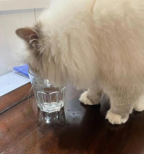 为什么宠物猫会突然喝很多水？（探究猫咪喝水量突然增加的原因与处理方法）