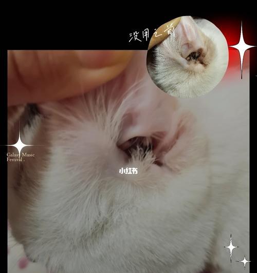 如何清理宠物猫咪的耳螨（一步一步教你清除耳朵里的小“麻烦”，让猫咪健康快乐）