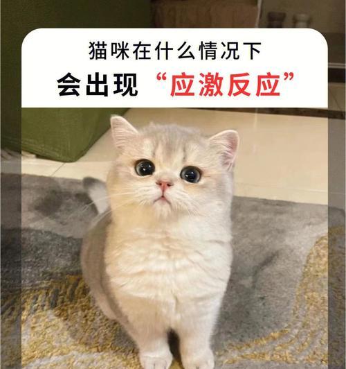 猫咪的应激反应（了解宠物情绪变化，更好地照顾猫咪健康）