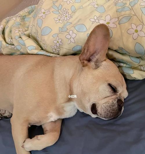 狗狗的睡眠时间到底有多长？（每日多少小时的睡眠才是狗狗的正常需求？）