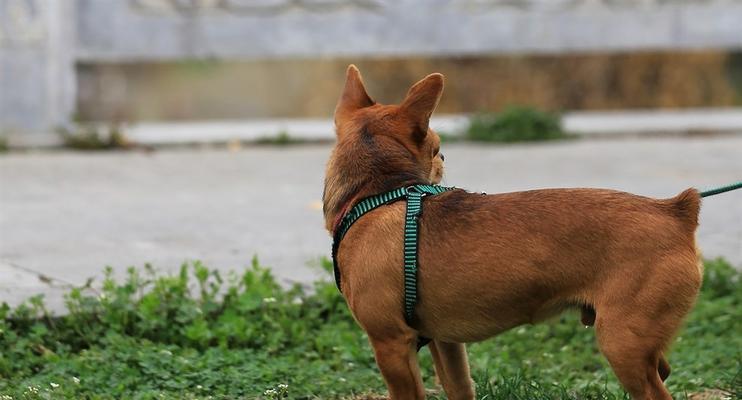 迷你杜宾犬如何增肥？（宠物主人必看的营养饮食指南）