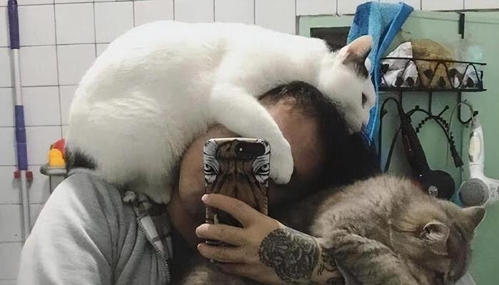 如何训练捣蛋的宠物猫(有效的猫咪行为训练方法)