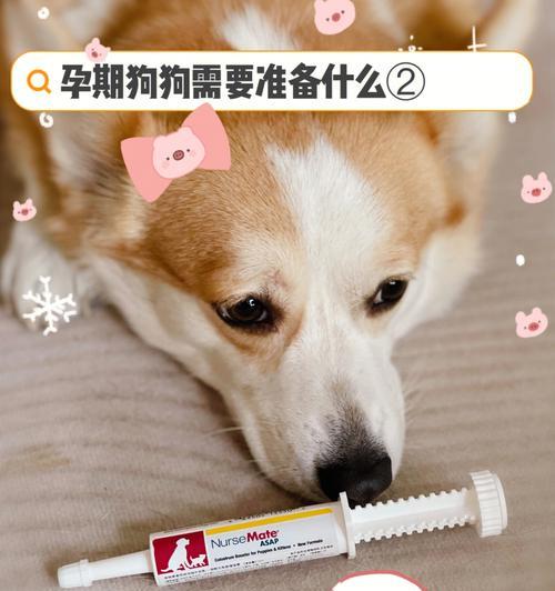 哪些宠物狗需要额外补充营养?(为你的狗狗提供全面的营养补充)