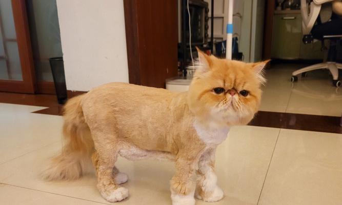 不要随意给猫咪剃毛（哪些情况下猫咪不适合剃毛？）