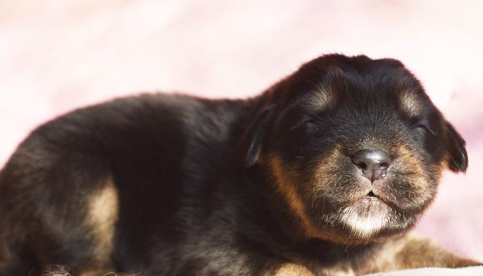 南方适合养藏獒吗？（探究南方地区饲养藏獒犬的可行性）