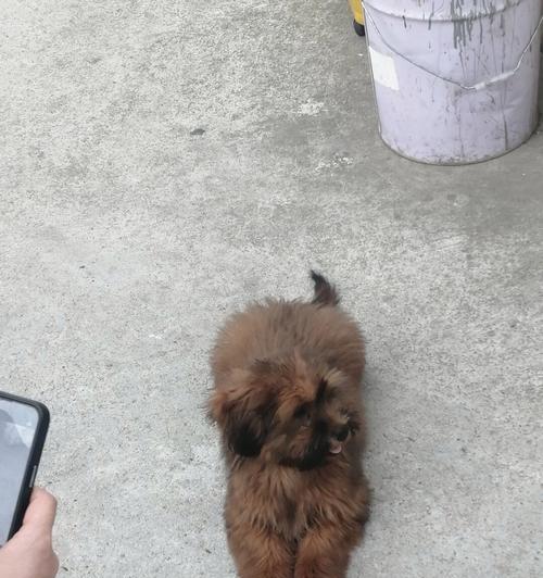 探究狗狗毛发类型的奥秘——从宠物的角度出发(以我家可爱的狗狗为例,解读各种毛发类型的特点)