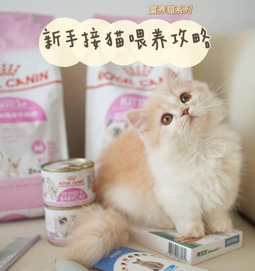 如何照顾感冒中的牛头梗宠物(关爱宠物,让他们早日康复)