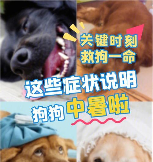 如何预防狗狗在室外中暑?(以宠物为主的夏季应急措施)
