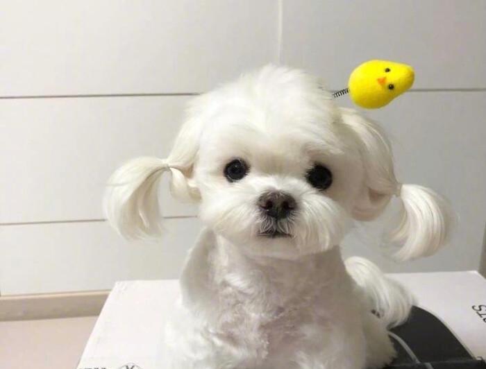 如何正确清理马尔济斯犬的肛门腺（清理肛门腺的步骤及注意事项）