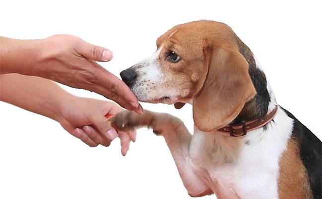 如何简单训练宠物狗握手和坐下？（通过正确的指导和技巧，让你的狗狗快速掌握这两个基本动作）