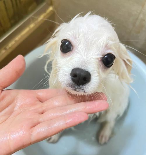 让宠物爱上洗澡，远离异味和疾病（让宠物爱上洗澡，远离异味和疾病）