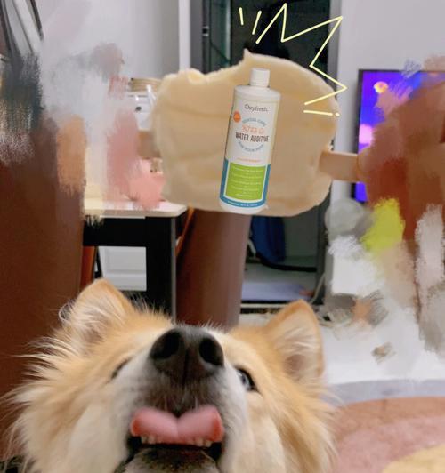除去狗狗难闻的味道的有效方法(清除宠物身上异味的必备技巧)