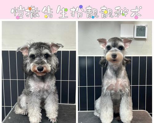 如何让雪纳瑞宠物变得勇敢（一步一步教你如何培养雪纳瑞的勇气和自信心）