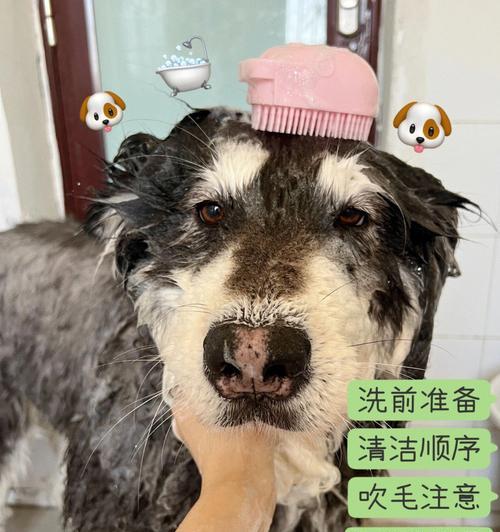 如何消除猎狐犬的扑奔和舔舐行为？（以宠物为主，助您和猎狐犬建立更好的关系！）