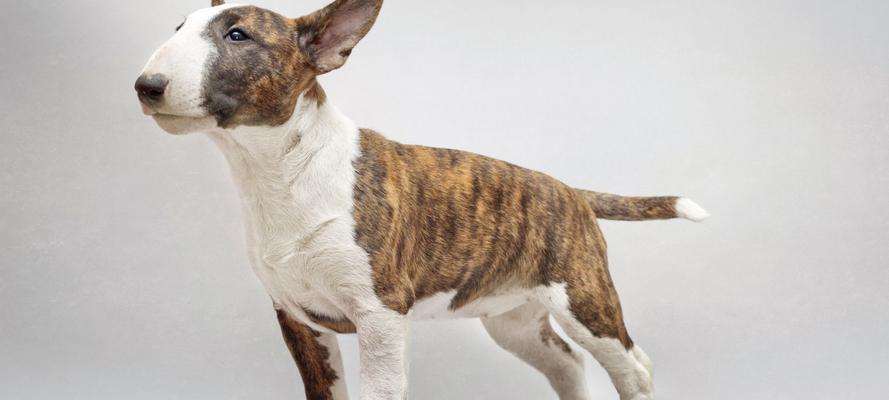 吸引牛头梗犬的注意力(通过训练和照顾提高犬只专注度,关注犬只感受)