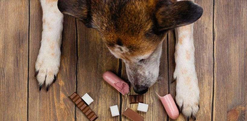 如何训练你的宠物狗拒绝危害食物（以科学方法训练你的爱犬保持健康）